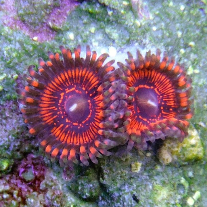 Armageddons