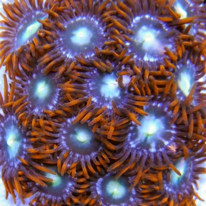 Orange Delights