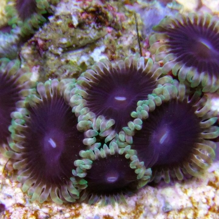 Purple Puddles