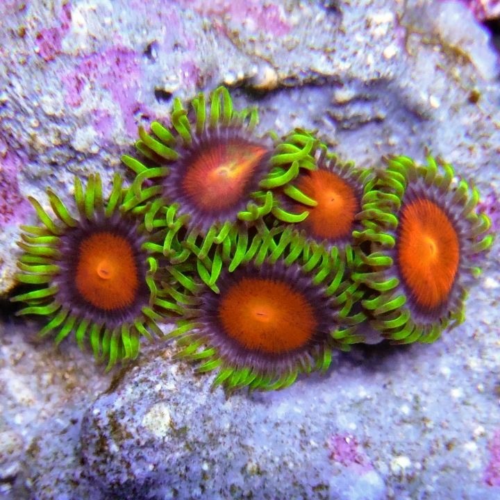 Watermealon Delights